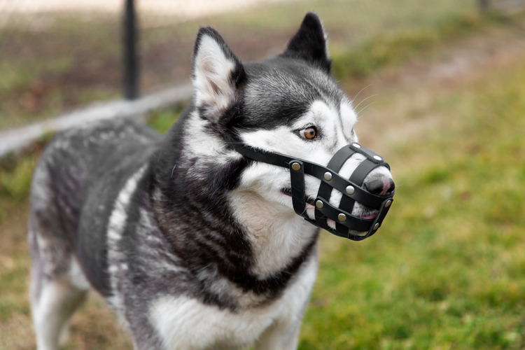 Importance of Dog Aggression Training for Your Canine Companion
