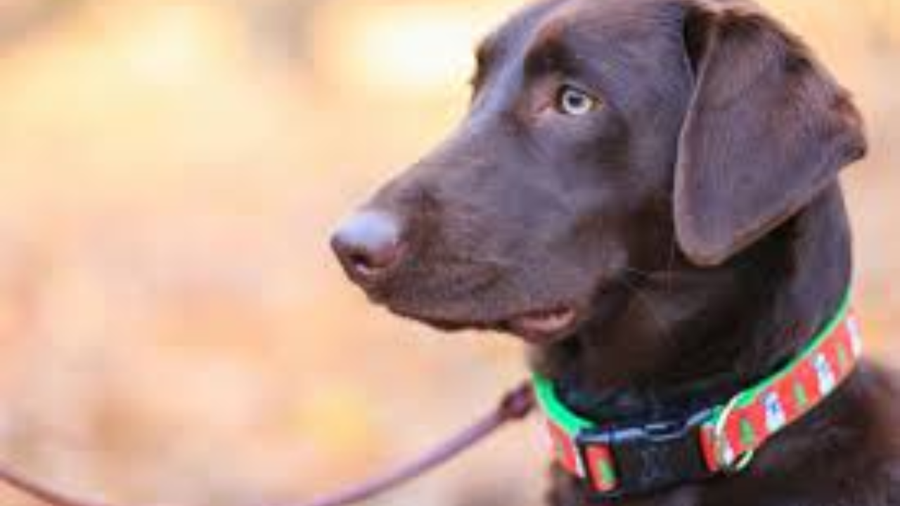 How to Compare Dog Collars Online Without Getting Misled by Marketing