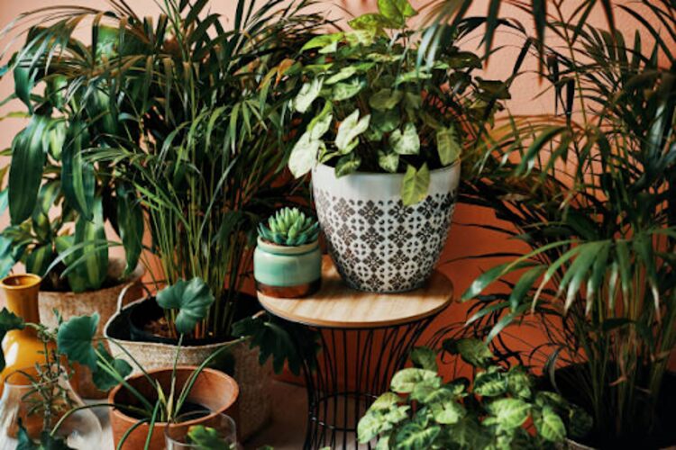 Best Indoor Plants as Housewarming Gifts