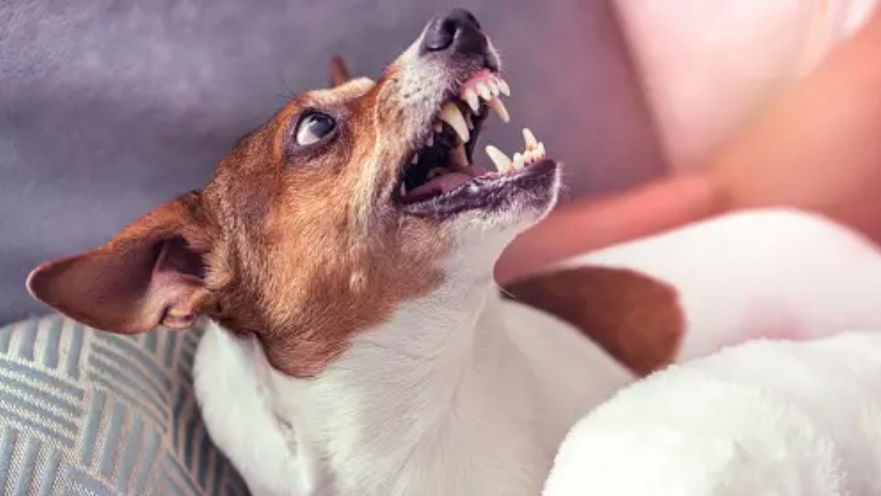 The Hidden Dangers of Negative Enforcement in Behavior Training