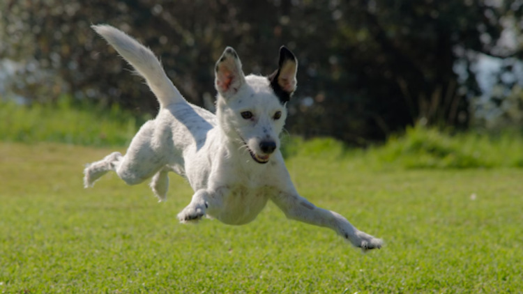 The Essential Role of Staff in Dog Daycare Centers