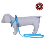 Choosing a Neck Belt For Labrador Dogs