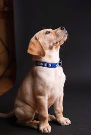 Pet Neck Belt for Dog