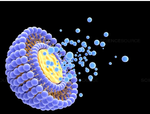 Liposomal Technology: A New Frontier in Drug Delivery Systems