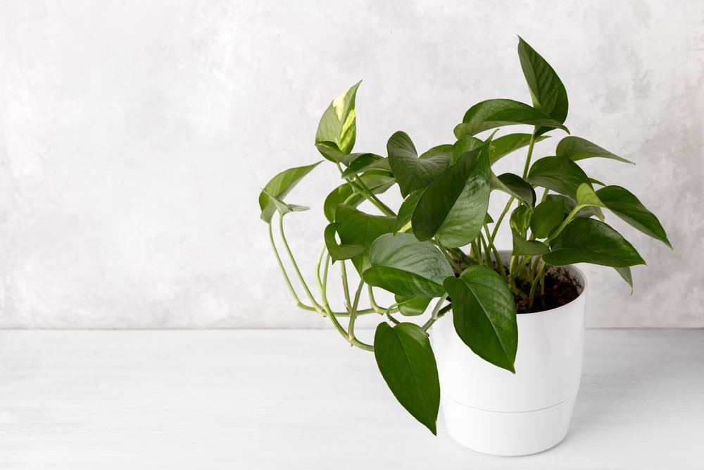 Visit A Plant Nursery – Invest In Healthier & Long Lasting Flora