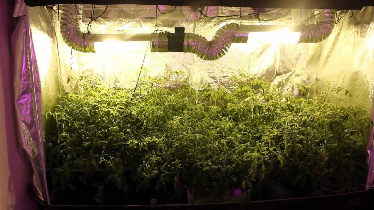 Going Green: The Environmental Benefits of Using Hydroponic Grow Tents