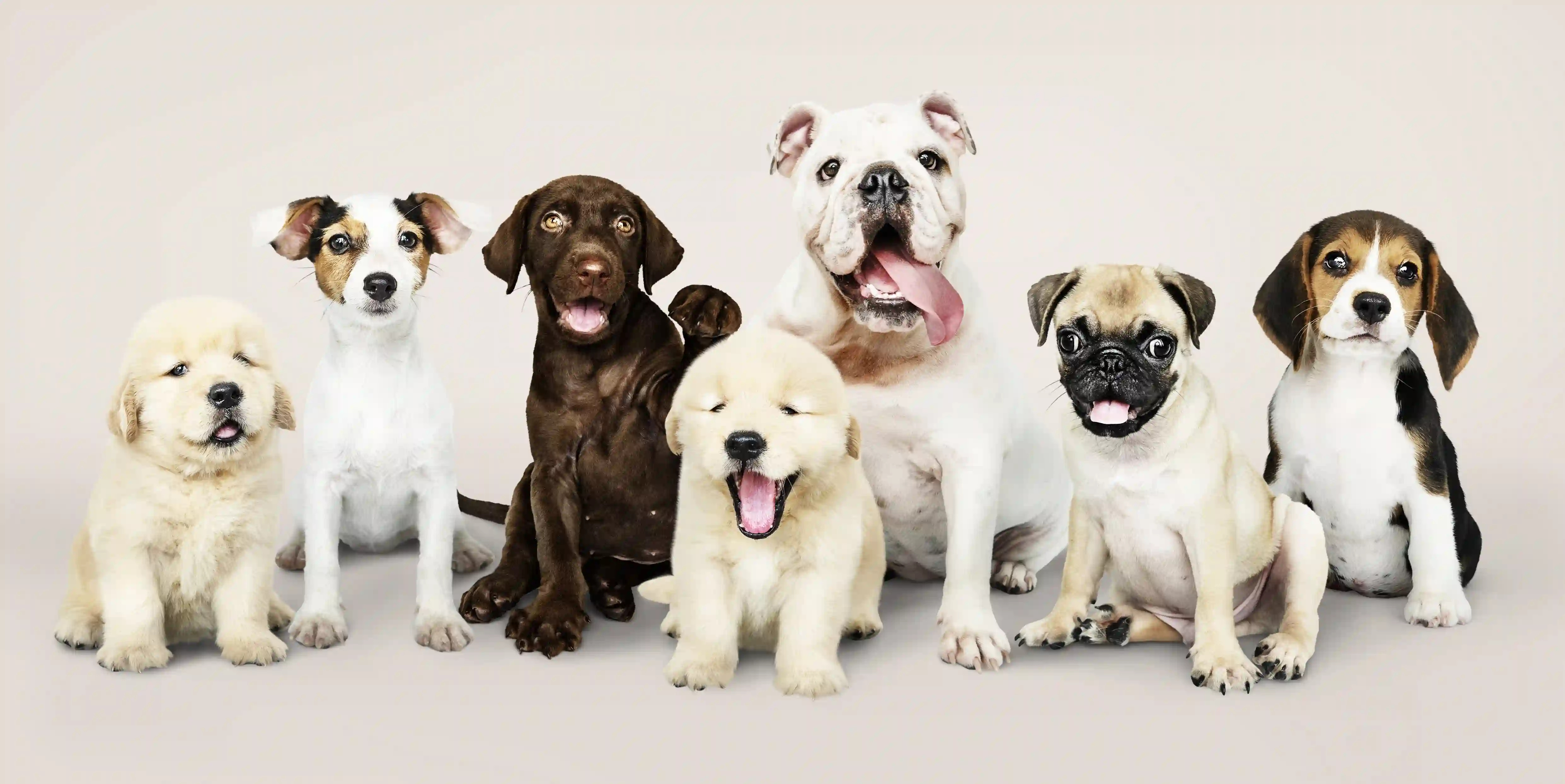 How to Look for the Best Dog Breeders and Puppies Breeders Near Me
