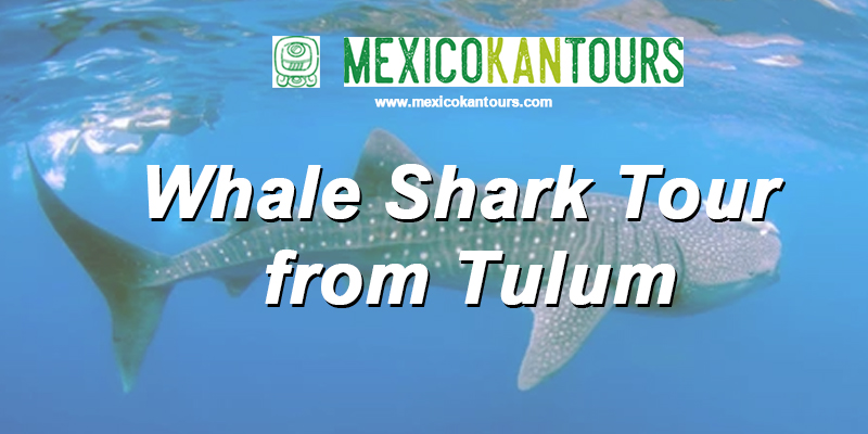 An Adventurous Trip of Swimming with the Whale Sharks: Everything you need to know!