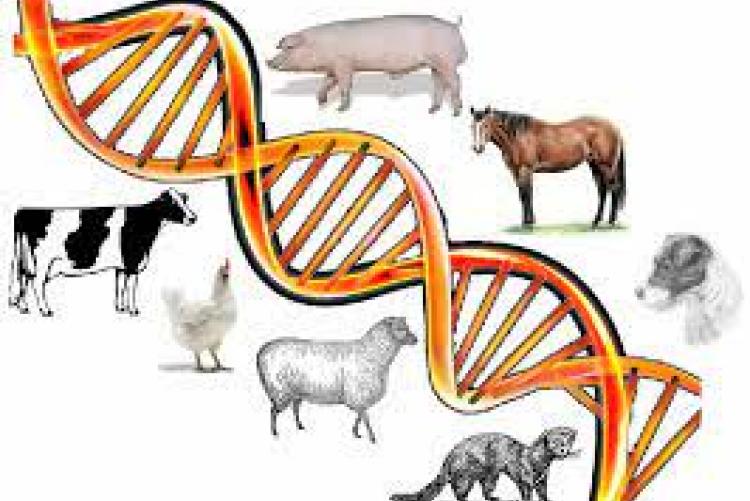 Animal Genetics Market Revolution: Genomic Breakthroughs in Veterinary Care