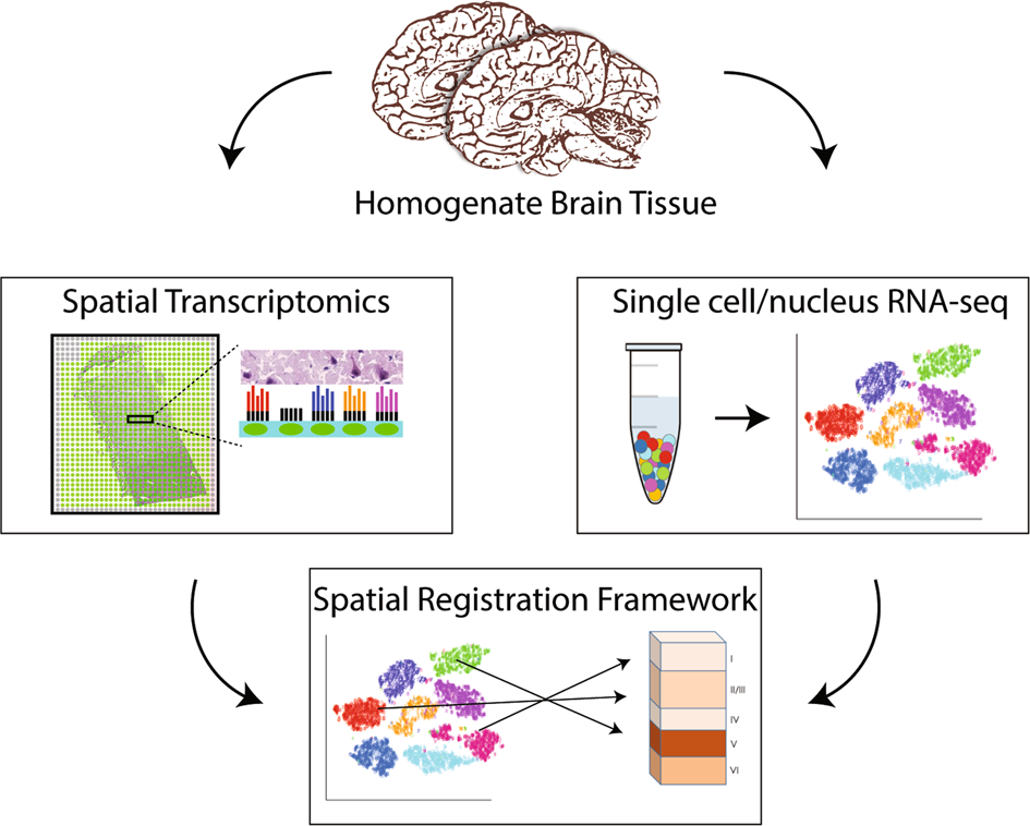 Spatial Genomics Transcriptomics Market Evolving Industry Trends and Key Insights by 2030