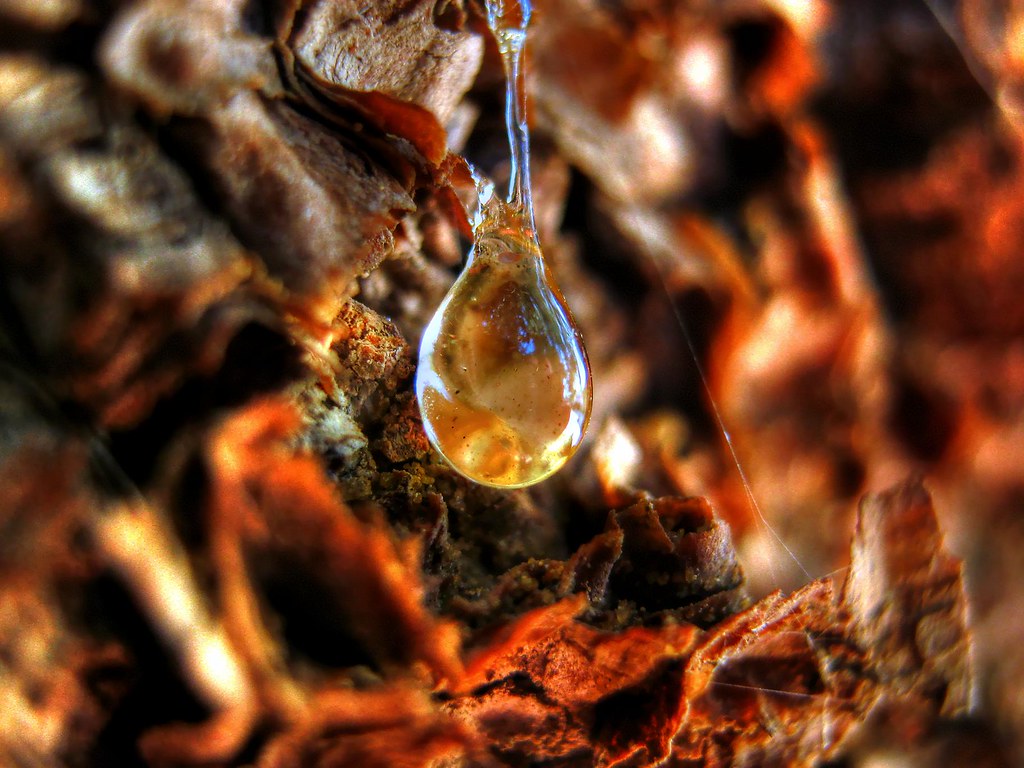Pine Resin Market: Tapping into Nature's Bounty for Versatile and Sustainable Resin Products