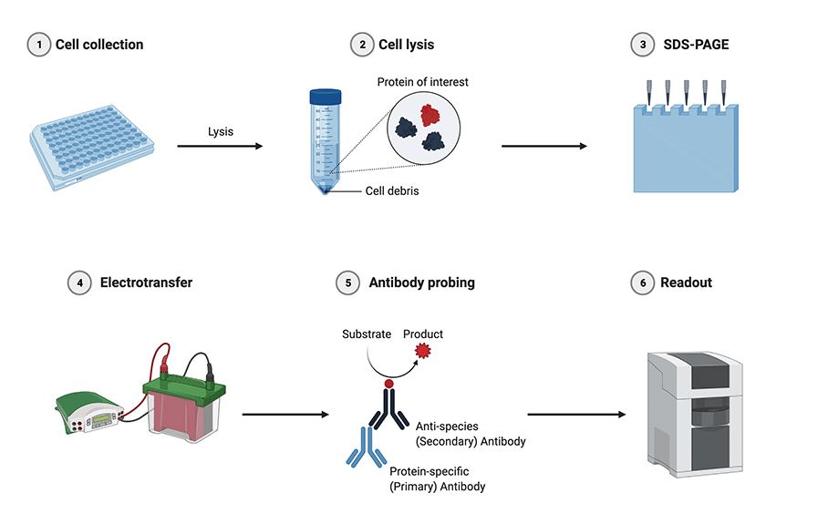 Western Blotting Market Trends: Precision Techniques for Proteomic Research