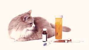 Animal Depression Medication Market Perspective: Industry Challenges and Solutions