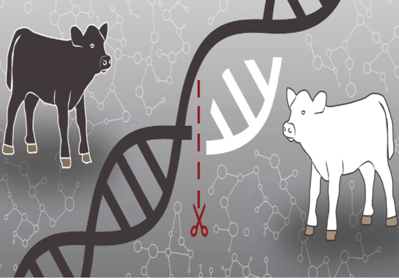 Animal Genetics Market Innovations: Revolutionizing Breeding Techniques