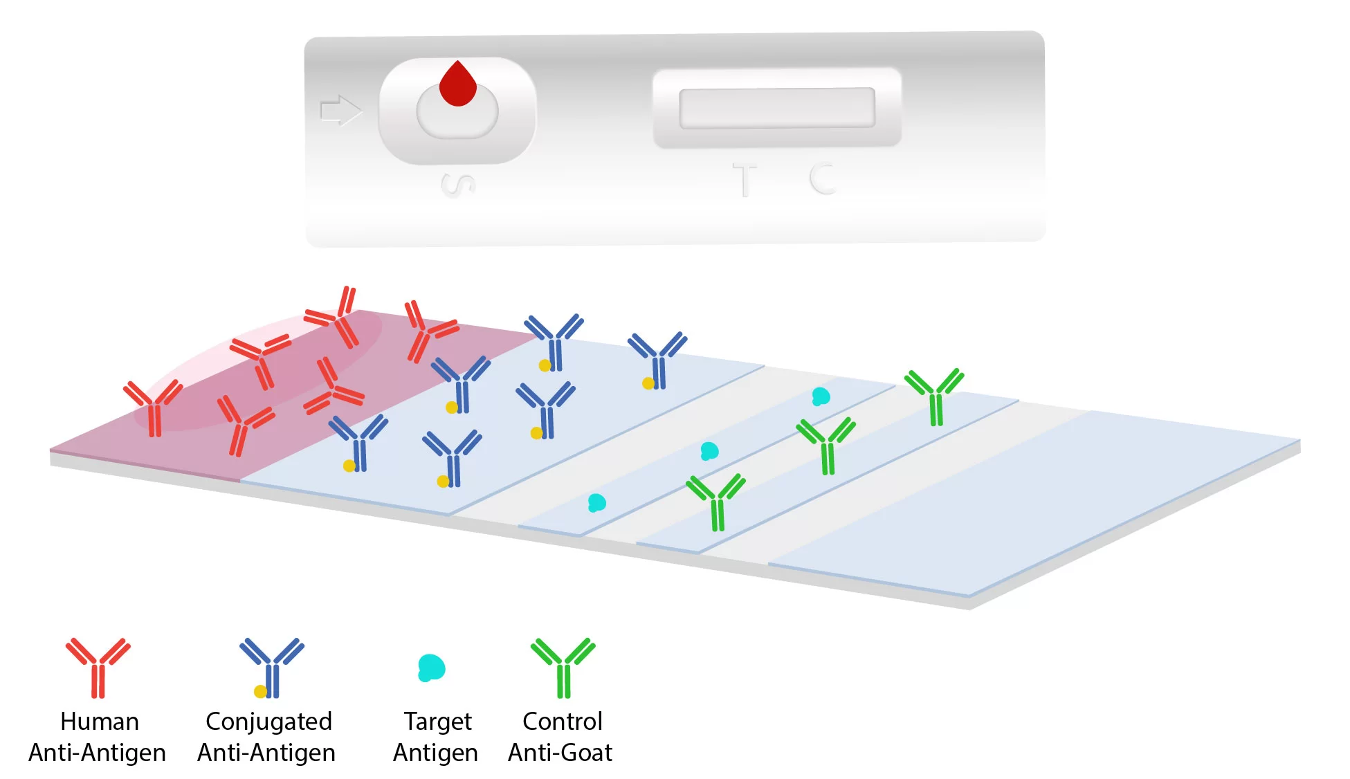 Lateral Flow Assay: Breaking Barriers in Healthcare Screening