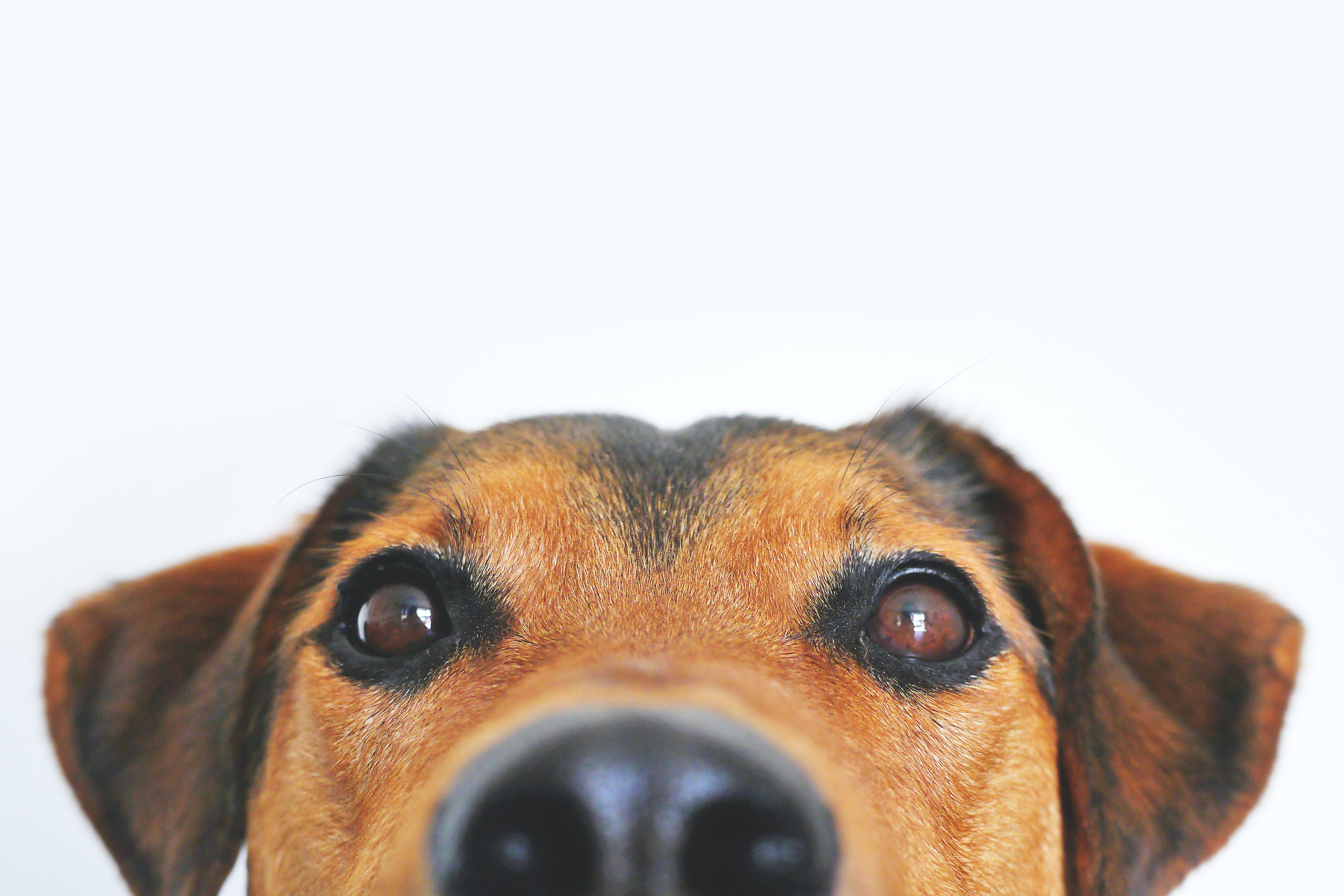 How to Make Your Pet Franchise a Success: 5 Tips From The Pros