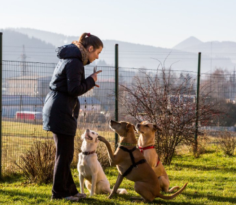 Dog Boarding in Pasadena: How to Prepare Your Dog for Boarding