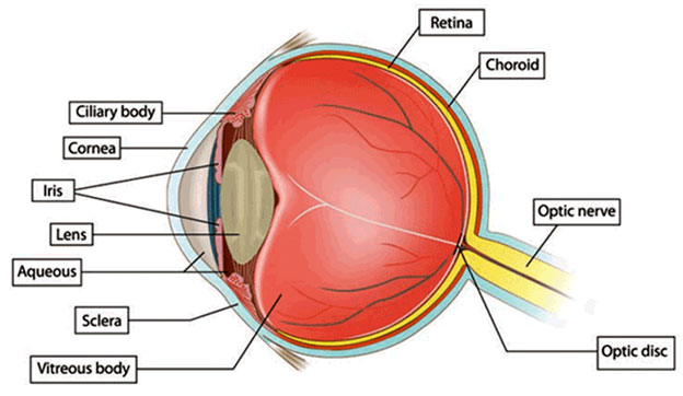 Best Cataract Surgeon in Kolkata|Cataract Specialist in Kolkata