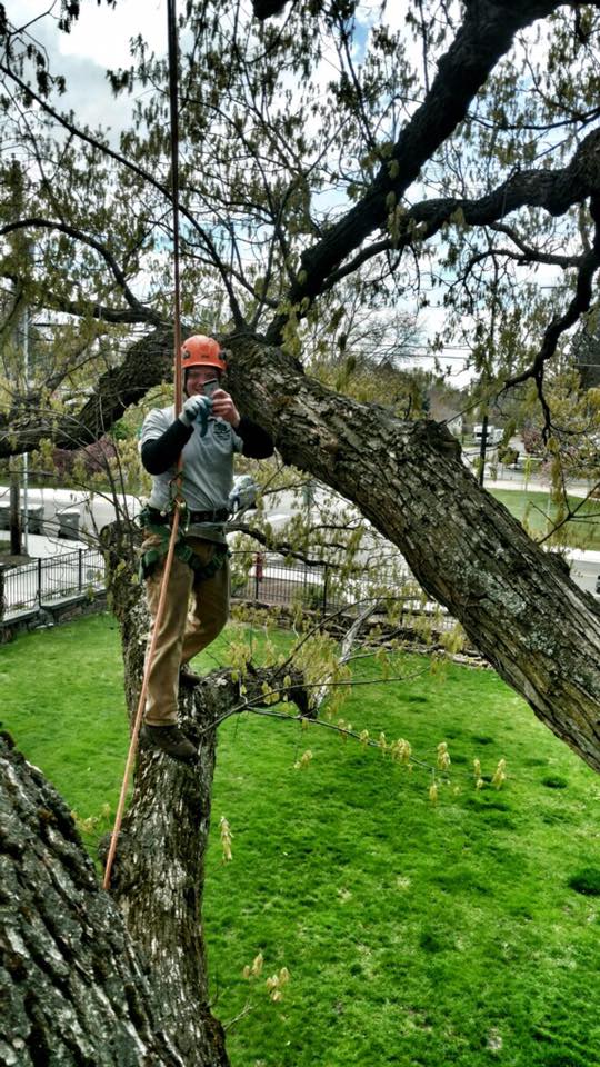 Types and Benefits of Tree Pruning 
