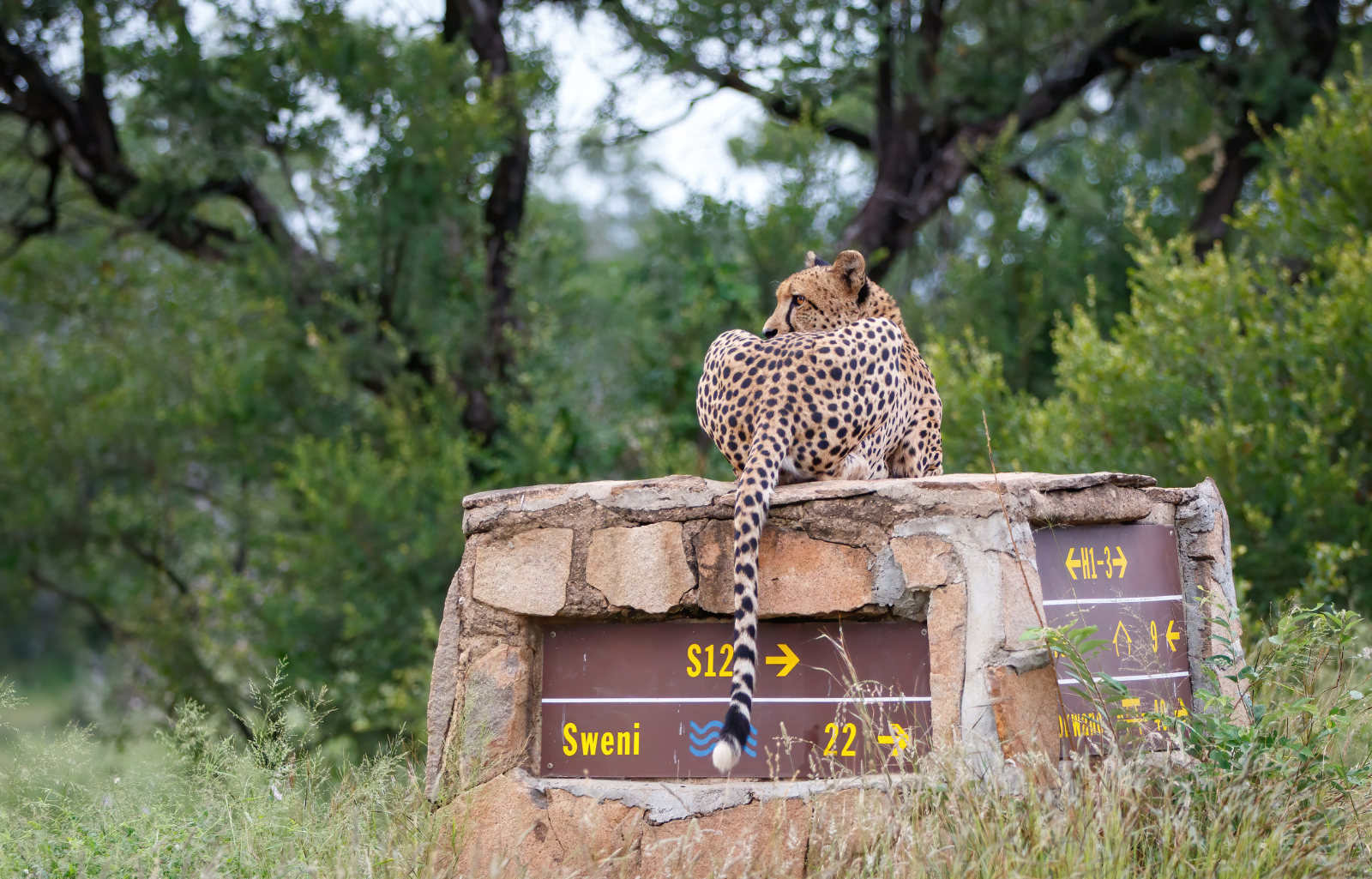 Uncovering the Top Questions About Kruger National Park