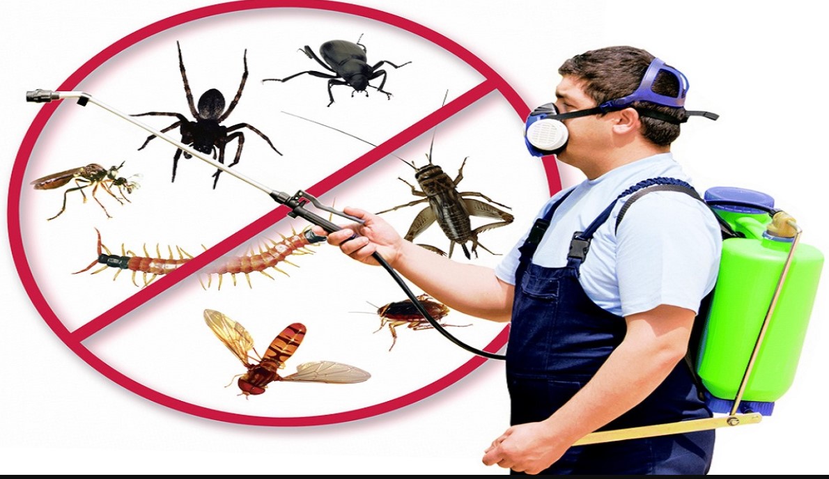 Caught the pest? Tips to get it under control