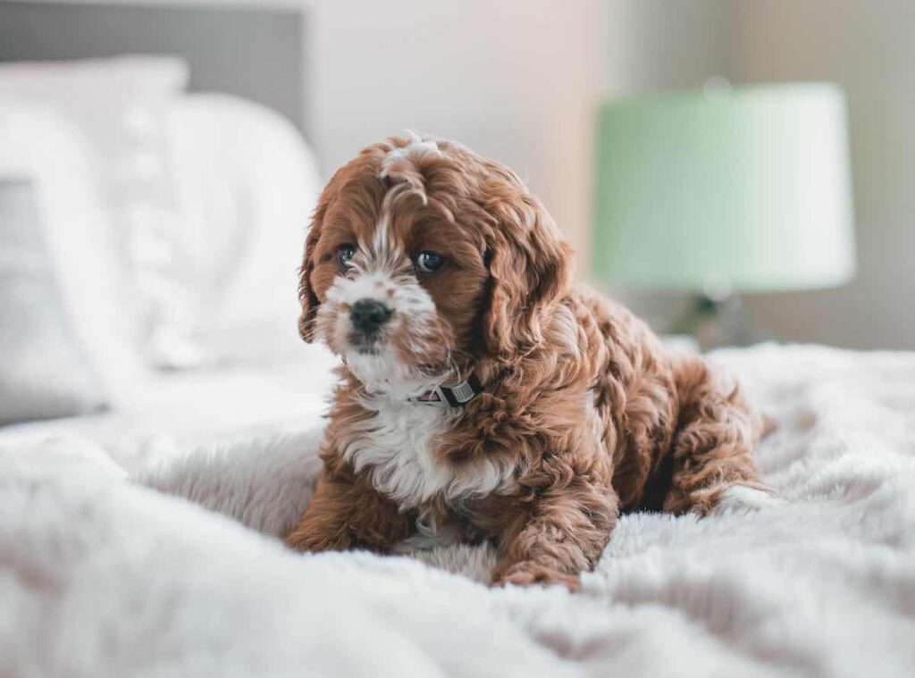 5 Best Mix Breeds For Families