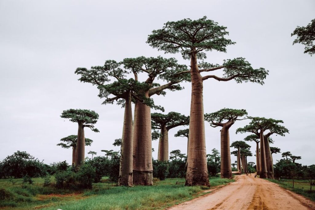 Exploring the Most Unusual Trees Around the World