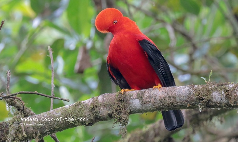 Amazon Bird Watching Tours: Discover the Rarest Birds