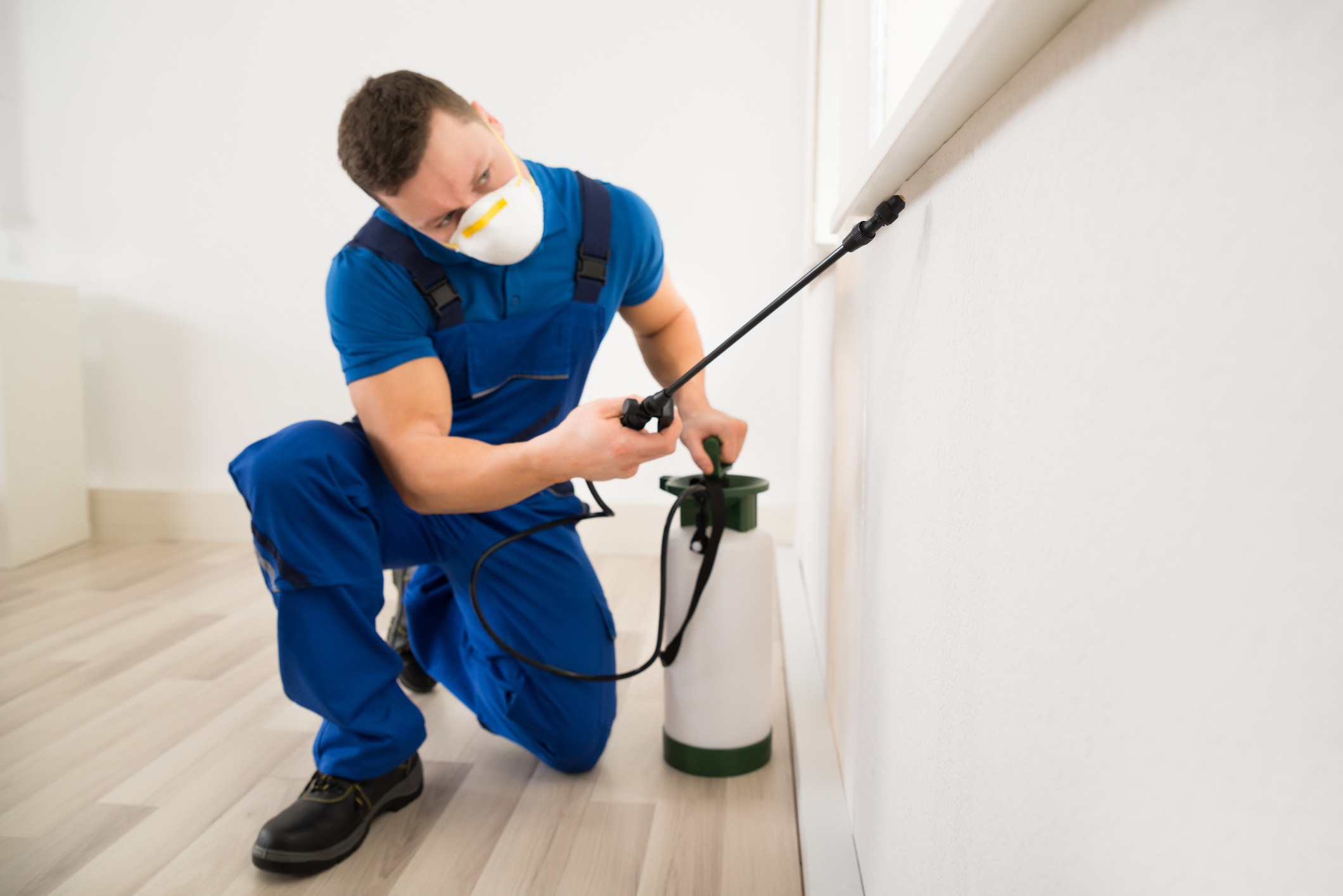 The Essential Guide To Pest Inspections For Homeowners