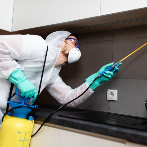 Tips for Finding the Best Pest Control Service