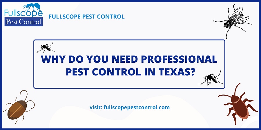 Why Do You Need Professional Pest Control in Texas?