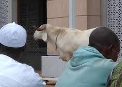 Sacrifice in Islam, The history of sacrifice, The significance of sacrifice.