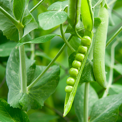 Pea Protein Ingredients Market 2022 Size, Growth Factors & Forecast Report to 2028