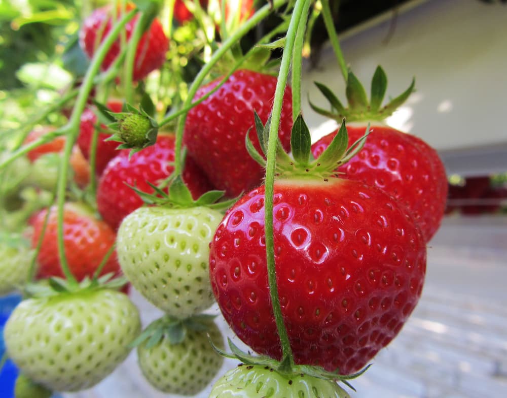 Hydroponic Substrate Market Size, Key Players Analysis And Forecast To 2028 | Value Market Research