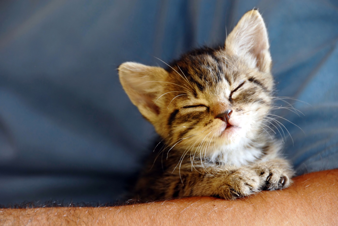 Global Companion Animal Products Market Report, Latest Trends, Industry Opportunity & Forecast to 2028
