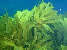 Global Commercial Seaweeds Market 2022: COVID-19 Impact Analysis and Industry Forecast Report, 2028