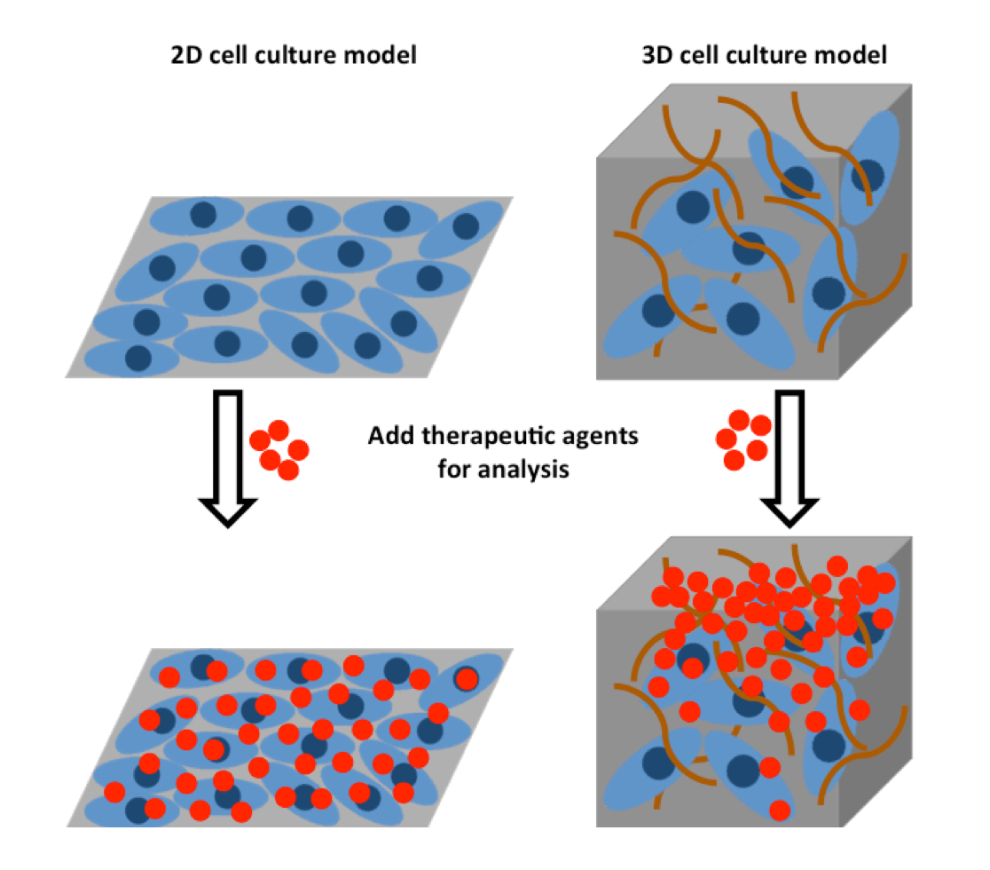 3D Cell Culture Market Outbreak: Key Trends, Growth, Insights and Forecast to 2032