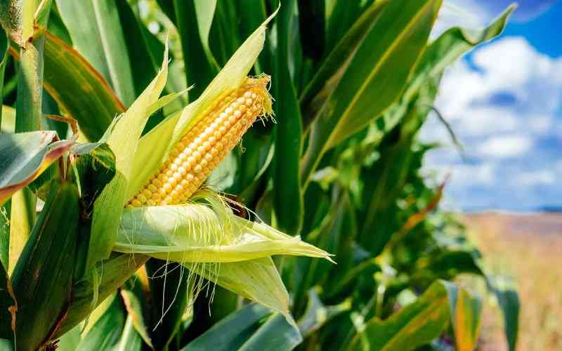 GMO Testing Market Size, Share, Regional Overview and Global Forecast to 2028