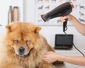 DOES MY DOG REALLY NEED TO BE GROOMED BY A PROFESSIONAL? 