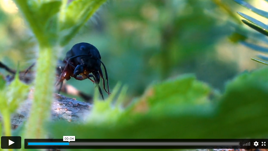 8 Tips Guaranteed Keep Ants Out of Your Home