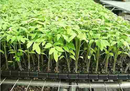 Europe Hydroponics Market Share, Size , Trends, Analysis, Growth and Forecast