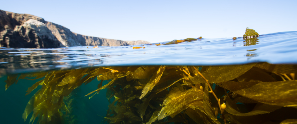 Ocean Farming Market Analysis, Share, Trends, Demand, Size, Opportunity & Forecast