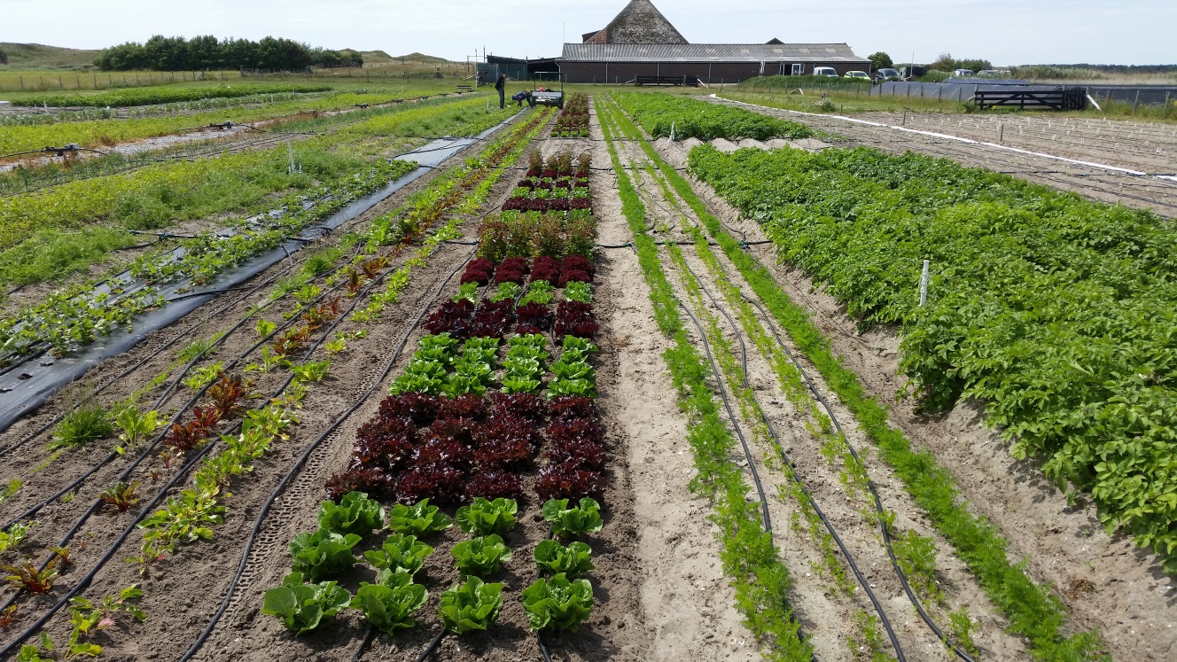 Saline Agriculture Market Analysis, Forecast, Opportunity, Share, Growth & Size