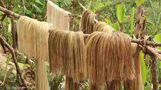 Philippines Abaca Fiber Market Share, Size , Trends, Analysis, Growth and Forecast