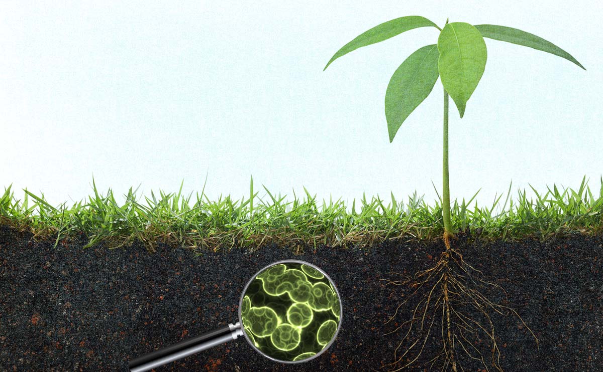 Global Agriculture Enzymes Market Analysis, Share, Trends, Demand, Size, Opportunity & Forecast