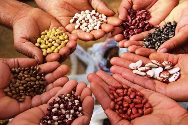 Global Seeds Market 2015-2025: Regional Analysis & Forecast