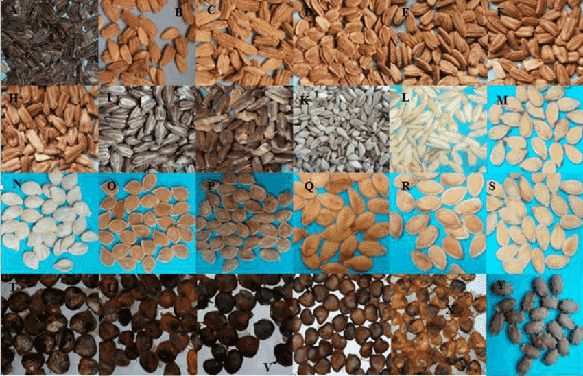 Europe Seeds Market Share, Size , Trends, Analysis, Growth and Forecast