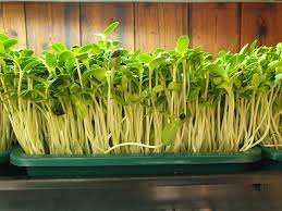 Microgreens Market Analysis, Share, Size, Trends, Growth and Forecast