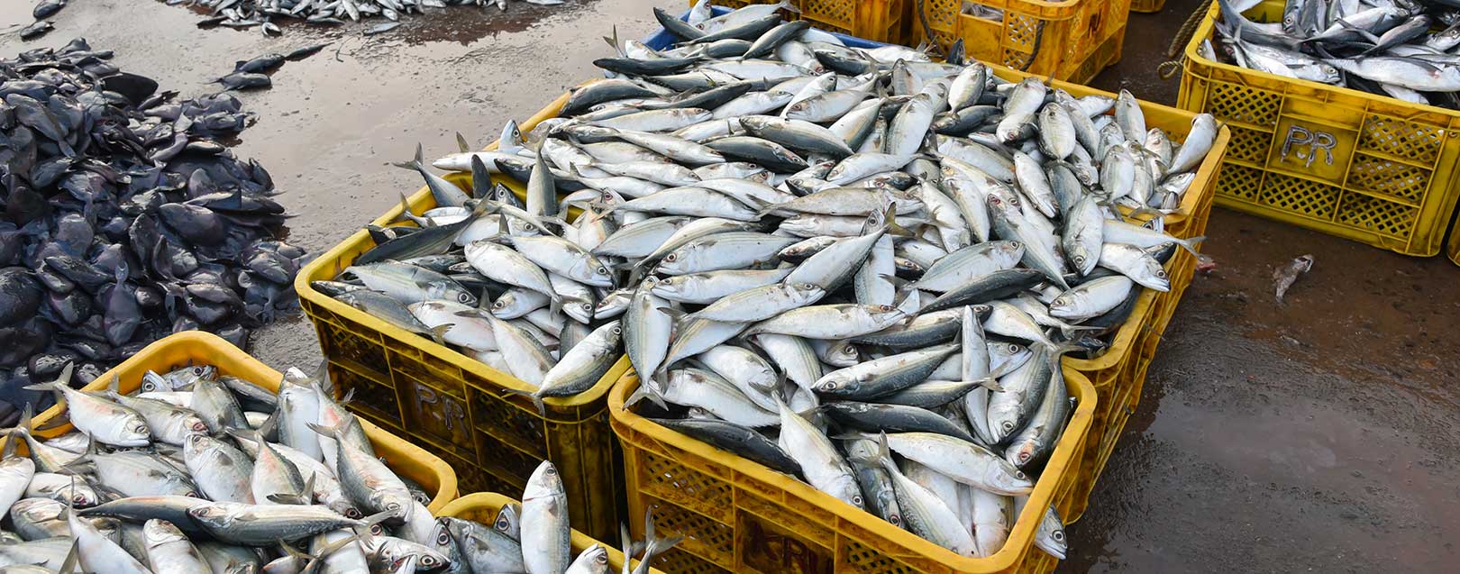 India Aquaculture & Marine Products Market Analysis, Growth, Share, Size, Trends and Forecast