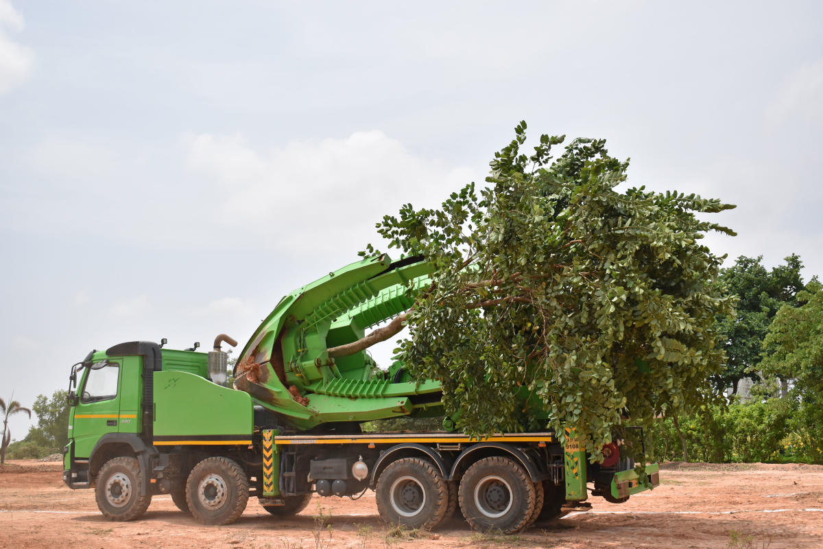 Tree Transplantations Market Analysis, Opportunity, Demand, Share, Size, Trends & Forecast
